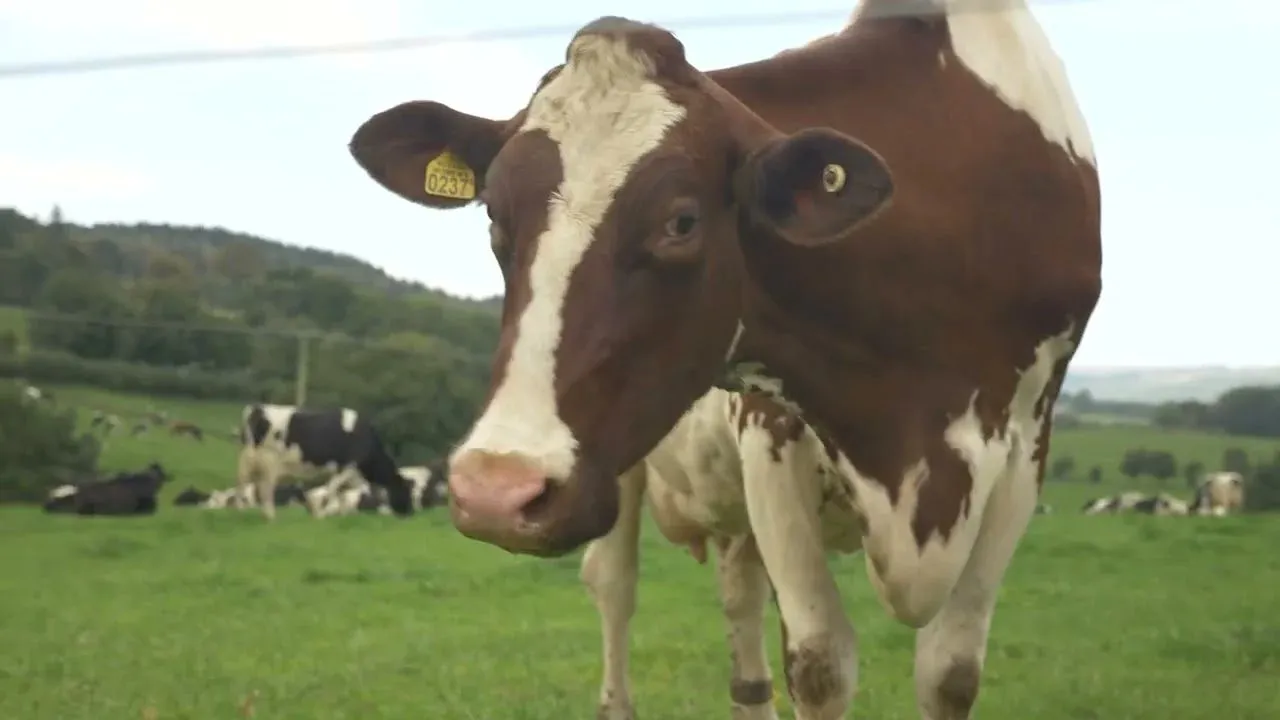 First Milk Carbon Reduction Thumbnail