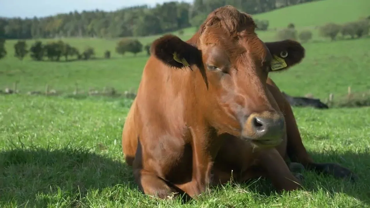 First Milk Sustainability Thumbnail